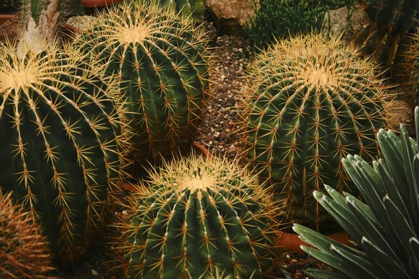 Plantes et cactus: cadeaux entreprise personnalisés pour marquer les esprits